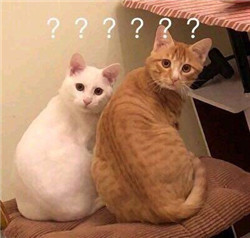 糖尿病眼底病,糖尿病視網膜病變,糖網治療 糖尿病眼底病,糖尿病視網膜病變,糖網治療