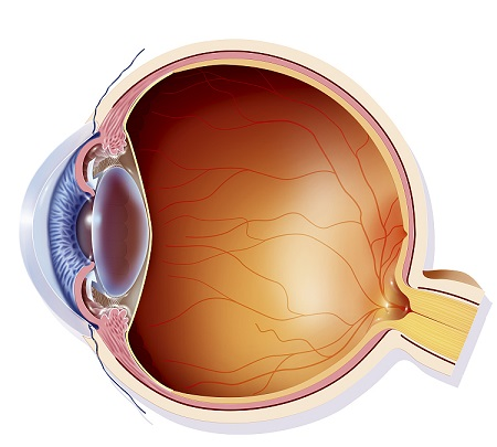 青光眼,閉角型青光眼,開角型青光眼,青光眼治療 青光眼,閉角型青光眼,開角型青光眼,青光眼治療
