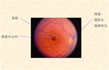 黃斑變性,黃斑變性分類,黃斑變性治療,黃斑病變 黃斑變性,黃斑變性分類,黃斑變性治療,黃斑病變