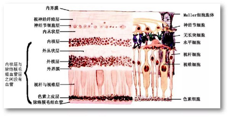 視網膜,視網膜脫落,視網膜脫離,玻璃體切除手術 視網膜,視網膜脫落,視網膜脫離,玻璃體切除手術