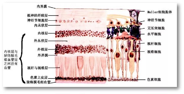 什么,原因,可能,導致,視網膜,脫落,如果,可以, 什么,原因,可能,導致,視網膜,脫落,如果,可以,